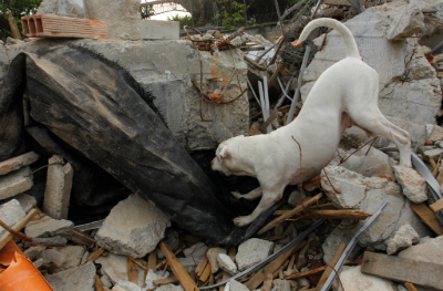 disaster site with rescue dog