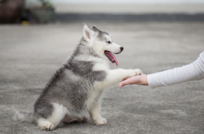 safety of your dog/cat