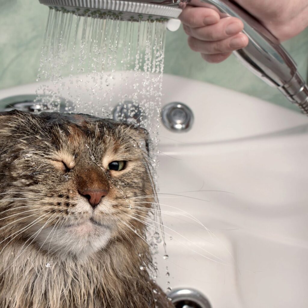 cat in a shower